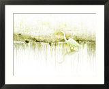 Crane Standing in Shallow Waters