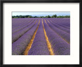 Lavender Fields  Provence  France