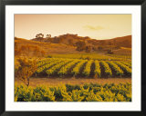 Vineyard  Barossa Valley  South Australia  Australia