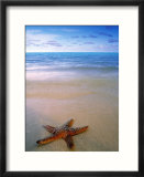Starfish on Beach  Maldives