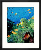 Clown Fish  Red Sea