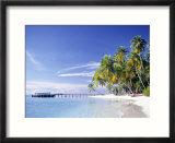 Tropical Beach and Palm Trees  Maldives  Indian Ocean