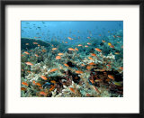 Anthias  Komodo  Indonesia