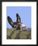 Donkey  Peering Over a Stone Wall  UK