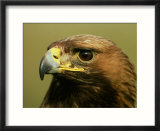 Golden Eagle  Close up of Adult  Scotland