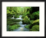 Stream and Mossy Boulders  Scotland