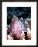 Spotted Hawkfish  St Johns Reef  Red Sea
