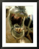Camel  Mouth  Kenya