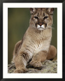 Mountain Lion or Cougar  USA