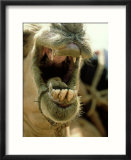 Camel  Mouth  Kenya