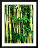 Bamboo  Sumatra