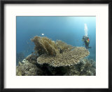 Table Coral and Diver  St Johns Reef  Red Sea