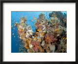 Soft Corals  St Johns Reef  Red Sea