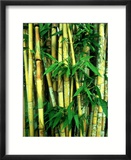 Bamboo  Sumatra