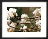 Viburnum Bodnantense