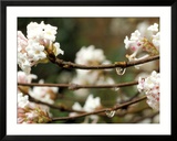 Viburnum Bodnantense