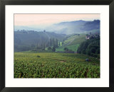 Beaujolais  Soane-Et-Loire  Burgundy  France