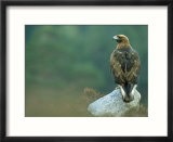 Golden Eagle