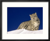Snow Leopard 5-Month-Old Cub
