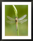 Black Tailed Skimmer Dragonfly  Female Drying  UK