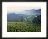Beaujolais  Soane-Et-Loire  Burgundy  France