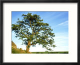 Hawthorn Tree  Summer  England