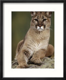 Mountain Lion or Cougar  USA
