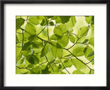 Beech Leaves in Spring  Fagus Sylvatica