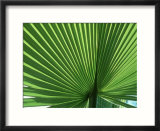 Palm Leaf  Scotland