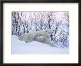 Polar Bears  Mother with Very Young Cubs Just Leaving Winter Den  Manitoba  Canada