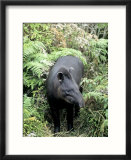Brazilian Tapir  South America