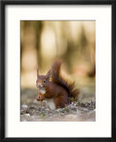 Red Squirrel  Sat on Ground in Leaf Litter  Lancashire  UK