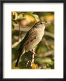 House Sparrow  Male Perching  Middlesex