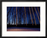 Aspen Forest in Winter Near Anchorage  USA