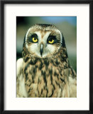 Short-Eared Owl  Portrait  USA