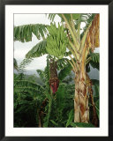 Bananas Cultivated  West Indies