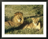 African Lion  Pair  East Africa