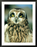 Short-Eared Owl  Portrait  USA