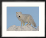 Arctic Fox  Near Churchill  Canada