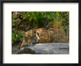 Bengal Tiger  11 Month Old Cub on Rocks  Madhya Pradesh  India