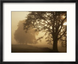 Autumn Morning  Near Dryman  Stirling  Scotland
