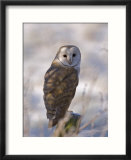 Barn Owl  Full-Frame Portrait of Barn Owl Perched on Fence Post  Lancashire  UK
