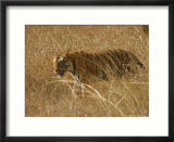 Bengal Tiger  Male Walking in Grass  Madhya Pradesh  India