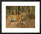 Bengal Tiger  Male Walking in Grass  Madhya Pradesh  India