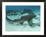 Leopard Shark  Male Swimming Over Ocean Floor  New Caledonia
