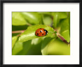 7-Spot Ladybird  Basking on Hawthorn Leaf  Middlesex  UK
