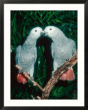 African Grey Parrot  Pet Portrait  California  USA