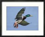 Mallard in Flight  Lake Geneva  Switzerland