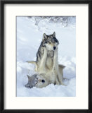 Gray Wolves  Show of Dominance Among Pack  Montana