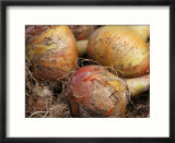 Onion Centurion (Onion Sets)  Round Golden Vegetables with Roots and Placed on the Ground